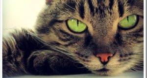 Аллергию вызывают только пушистые кошки?