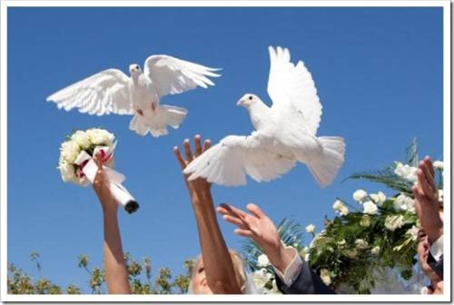 Запуск белых голубей на свадьбе