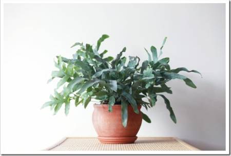 Beautiful green air purifying plant in a terracotta pot on a white background