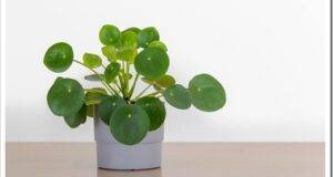 Small Pilea Peperomioides house plant in a gray pot in front of a white wall, Chinese money plant, copyspace