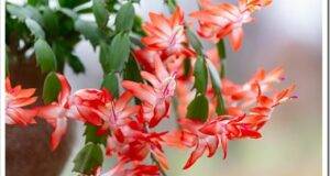 Blooming Schlumbergera Christmas cactus houseplant in flower pot. Thanksgiving cactus. Close up.