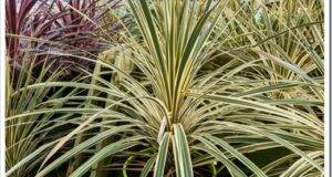 A forest of cordyline leaves at the garden centre.