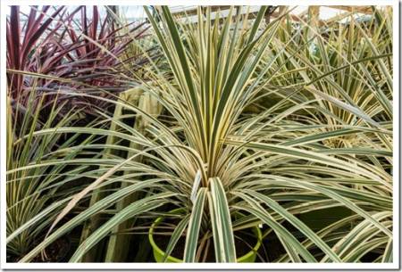 A forest of cordyline leaves at the garden centre.
