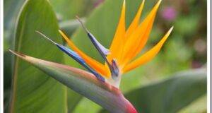 Strelitzia reginae- flower Bird of Paradise