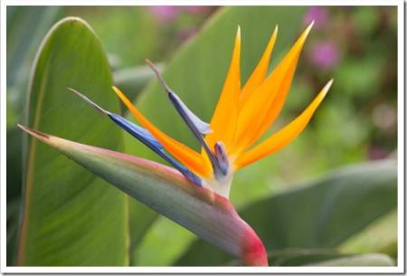 Strelitzia reginae- flower Bird of Paradise