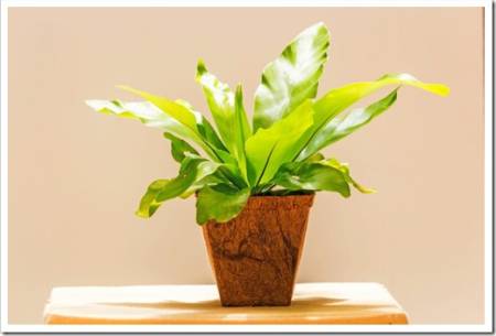 Bird's nest fern in the pot from waste materials