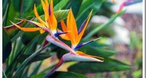 Bird of Paradise Flower in a Nature Garden, Abstract. Macro, shallow depth of field, texture background, flower close-up.