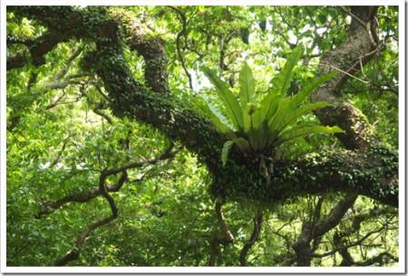 Asplenium nidus, bird's-nest Epiphyte fern plant growing on big tree branch in lush green Okinawan jungles