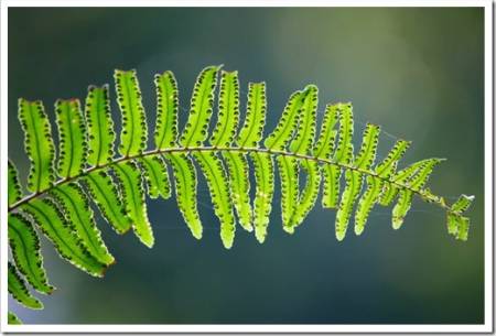 The sword fern (Nephrolepis exaltata) - a species of fern in the family Lomariopsidaceae 