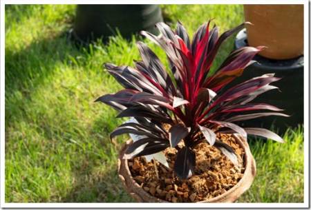 Tiplant's bright red leaves in pot (Cordyline fruticosa)  