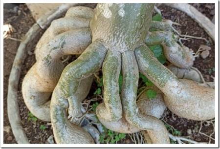 adenium root at bonsai art from indonesia