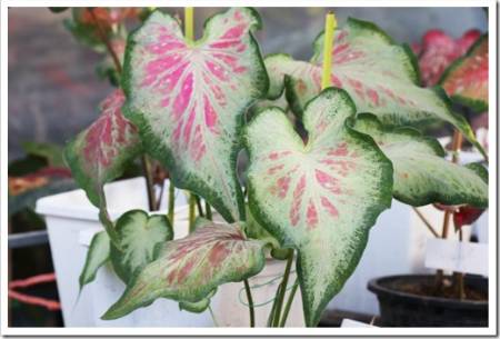 Caladium bicolor leaf or Queen of the Leafy Plants