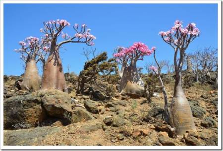 Yemen, Socotra, bottle trees (desert rose - adenium obesum) on Mumi plateau