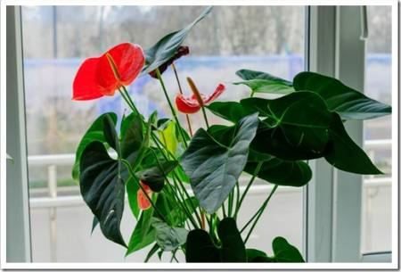 Pink blooming anthurium flower in window sill. domestic gardening. Home plant