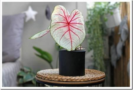 Beautiful exotic 'Caladium White Queen' plant with white leaves and pink veins in black flower pot on balcony