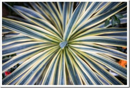 From Above View of the Cordyline Australis 'Torbay Dazzler' Plant Heavily Striped with Creamy-White