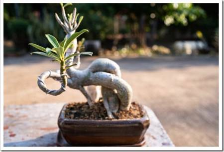 Adenium or desert rose flower,The shape of a bonsai after bending with a wire for too long, Wiring the bonsai tree to bend.