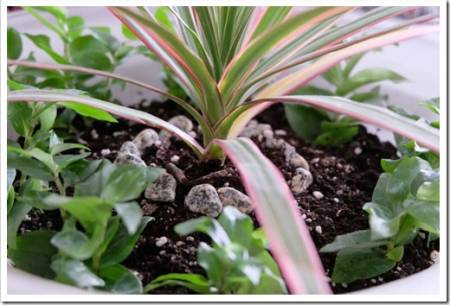 A dragon tree (Dracaena Marginata) in a decorative glass bowl. Surrounded by green propagated plants.