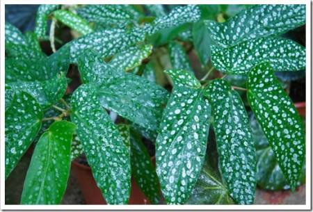 begonia albopicta green spotted leaves 