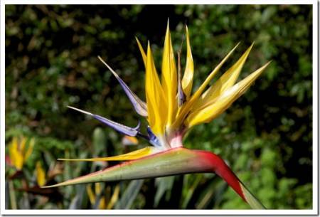 Mandela's Gold is a rare yellow form of the well-known crane flower, Strelitzia reginae. In 1996 the National Botanical Institute was granted permission to re-name it in honour of Nelson Mandela.