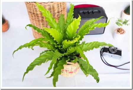 Osaka ferns in pot. House plants concept. Air purify decorate.