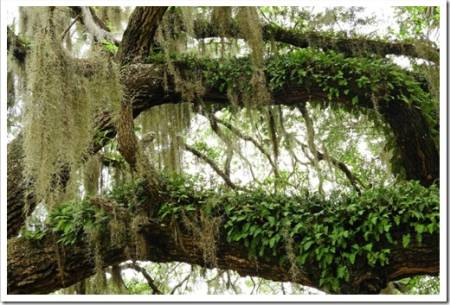 resurrection ferns and spanish moss  growing on live oak tree branches in  san marcos de apalache historic state park in wakulla county, in northern florida      