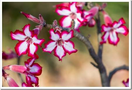 Adenium multiflorum aslo known as the Impala Lily, succulent tree native to South Africa, Kruger National Park. Flora South Africa