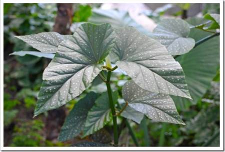 Exotic Cane Begonia 'Corallina de Lucerna' plant with big green leaves and small white dots