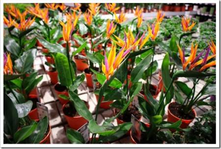 Pots of Bird of paradise, Strelitzia reginae for sale in the garden center. It is also known as the crane flower or plant.
