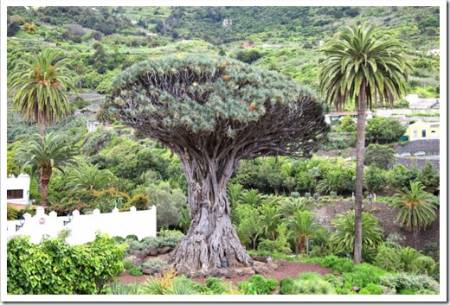 Drago Milenario (dracaena draco), Icod de los Vinos, Tenerife, Canary Islands, Spain is a tree like plant with red sap and is said to be 1000 years old and has been declared a national monument