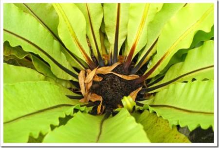 Focus on the center of Big Pakis Sarang Burung or known as Asplenium nidus in full frame