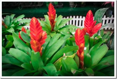 Colorful flowers of Bromeliad, Aechmea fasciata, Urn Plants, Bromeliaceae, Aechmea (Vriesea Carinata) are blossoming on tree with evergreen leaves in tropical garden of Thailand