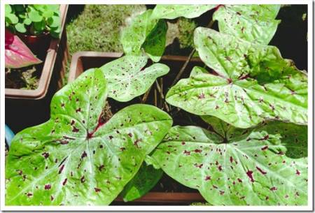 Caladium or also known as 'Miss Muffet'. It does well in a medium light. If you were to put it outdoor, under the shades would be excellent.