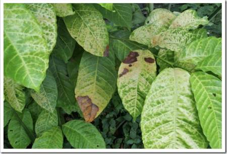 Brown and yellow damage by anthracnose on the green leaf of Robusta coffee plant tree, Plant diseases that damage agriculture	