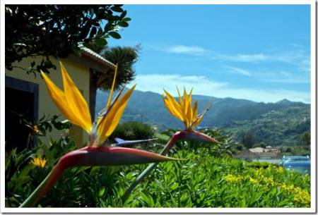 Strelitzia Reginae flower or bird of paradise, typical flower of Madeira island