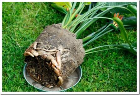 Strelitzia roots. Large root formation. Repotting of the plant is necessary.  Strelicia. Strelitziaceae. Spermatophytina