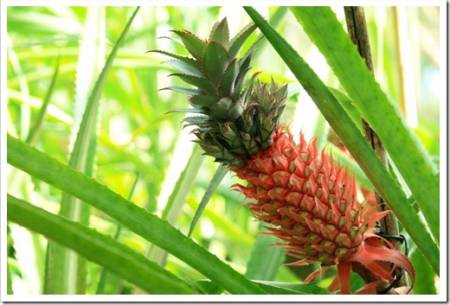 Pineapple Plant (Ananas comosus)