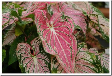 Beautiful Caladium bicolor,colorful of leaves in the garden,selective focus