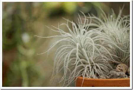 Tillandsia tectorum in pot on natural background, selective focus and free space for text.