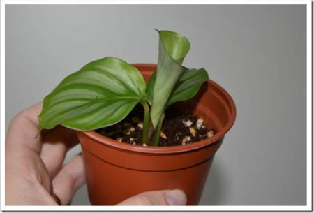 Calathea orbifolia plant isolated rolling out leaf