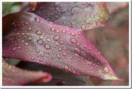 Purple cordyline plant leaves and water drops in the garden