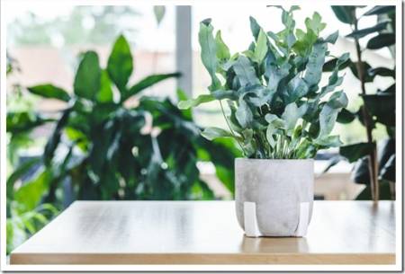 Potted Phlebodium aureum (golden polypody, golden serpen, cabbage palm, gold-foot, blue-star fern, hare-foot) on wooden table. Nice and modern space of home interior. Cozy home decor. Home garden.