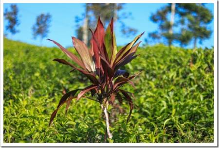 Cordyline fruticosaCordyline fruticosared cordyline fruticosa plant with tea plantation background