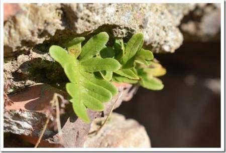 Young common polypody (Polypodium vulgare) growing from among the ruined bricks of an abandoned house