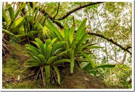 Bromeliads at tree trunk from Brazilian rainforest its natural habitat on Ilhabela Island in Sao Paulo, Brazil