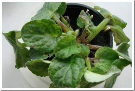 Potted African Violet isolated on white. Violet senpolia has a leaf disease. Sunburn, damage to the leaves of violets