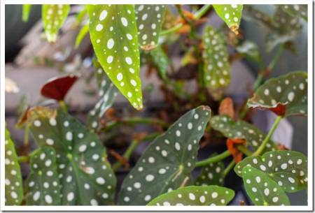 Begonia Maculata ,Polka Dot Begonia Background, retro modern houseplant close-up
