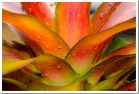 detail of colorful bromeliad tricolor. this plant can be used as focal point of a garden