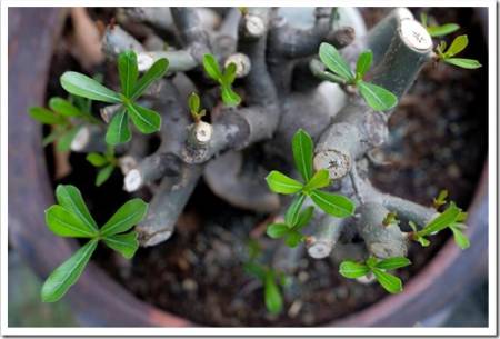 Adenium are sprouting leaves after cutting off the branches.
