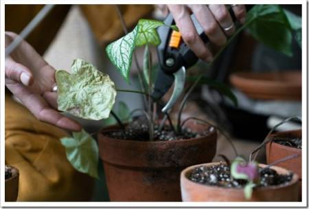 Woman gardener pruning dry withered caladium houseplant, take routine care, using scissors. Hobby, home gardening. 